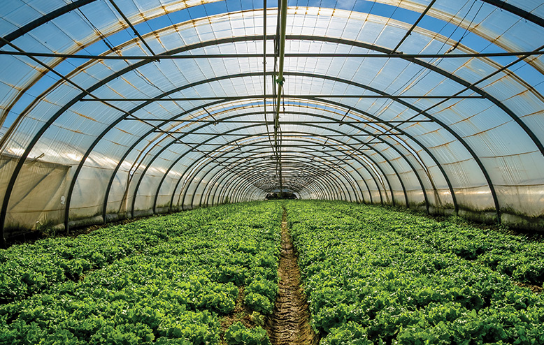 fondation tente agricole sur pieux protection récolte